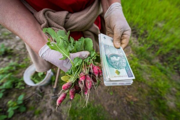 Ile naprawdę zarabia rolnik? Odkryj aktualne stawki w tej branży