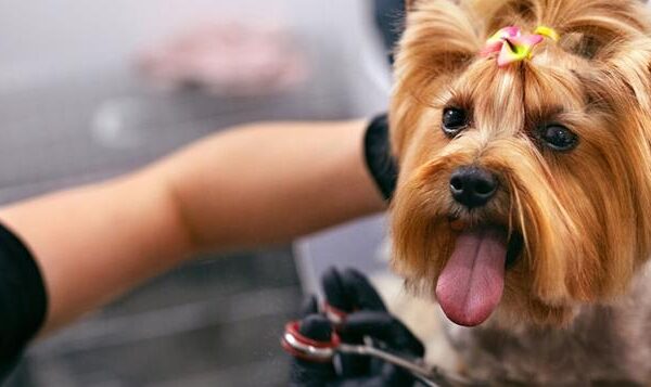 Ile tak naprawdę zarabia groomer? Odkryj średnie zarobki w tej profesji!