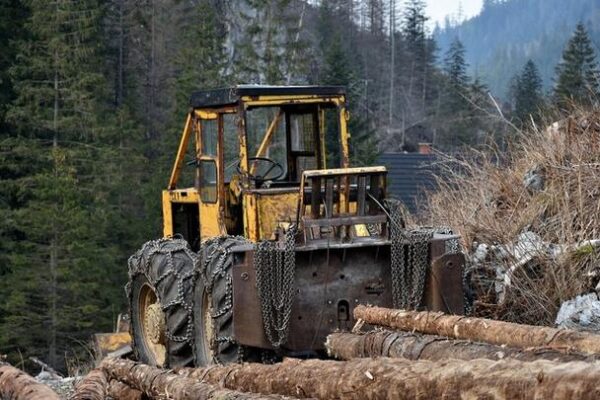 Ile zarabia drwal? Odkryj tajemnice wynagrodzeń w zawodzie leśnika
