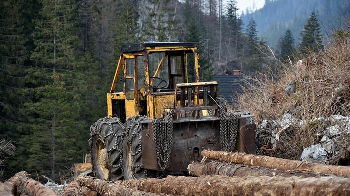 Ile zarabia drwal? Odkryj tajemnice wynagrodzeń w zawodzie leśnika