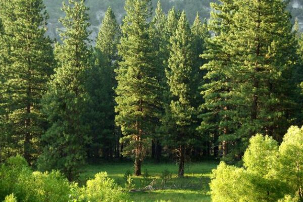 Zyskaj na zieleni: sprawdzone metody zarabiania na prywatnym lesie