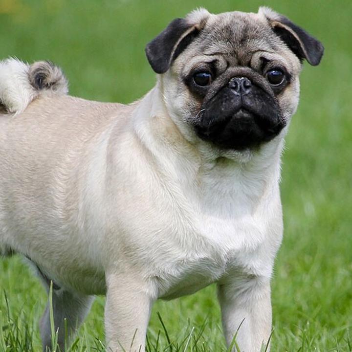 Jak napisać podanie do MOPS