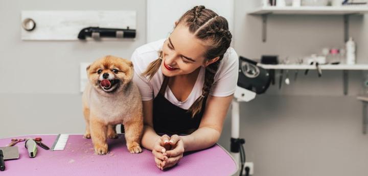 Zarobki groomera w Polsce