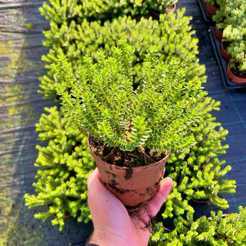 Warunki pracy w Hebe